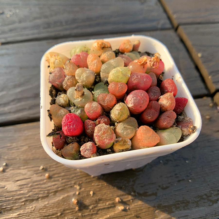 農園直売 多肉植物 コノフィツム属 カラフルマウガニーMIX 30-35頭