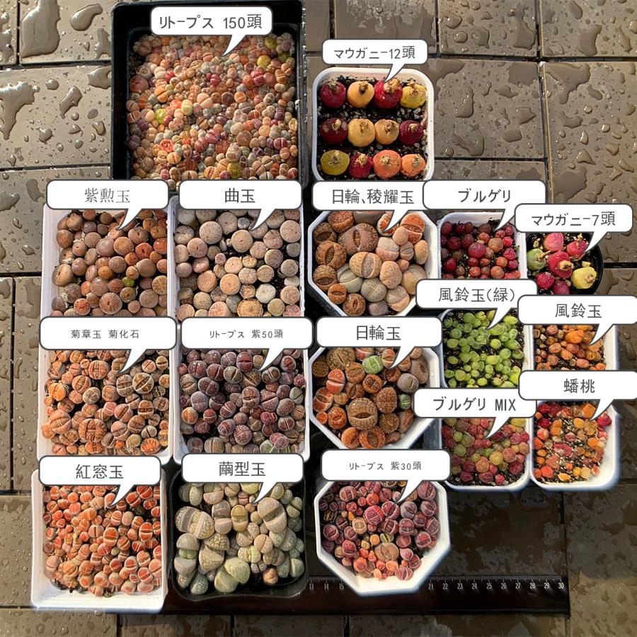 農園直売 多肉植物 コノフィツム属 カラフルマウガニーMIX 30-35頭