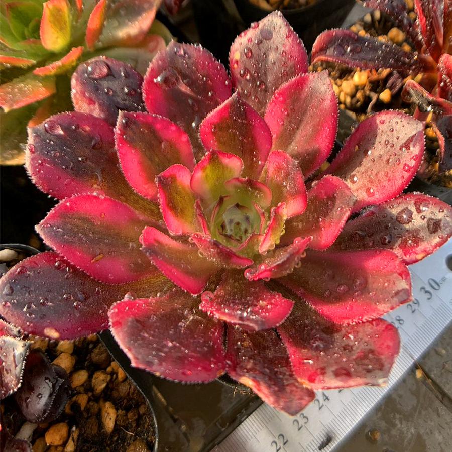 農園直売 多肉植物 寄せ植え アエオニウム属 季節4点 おまかせ