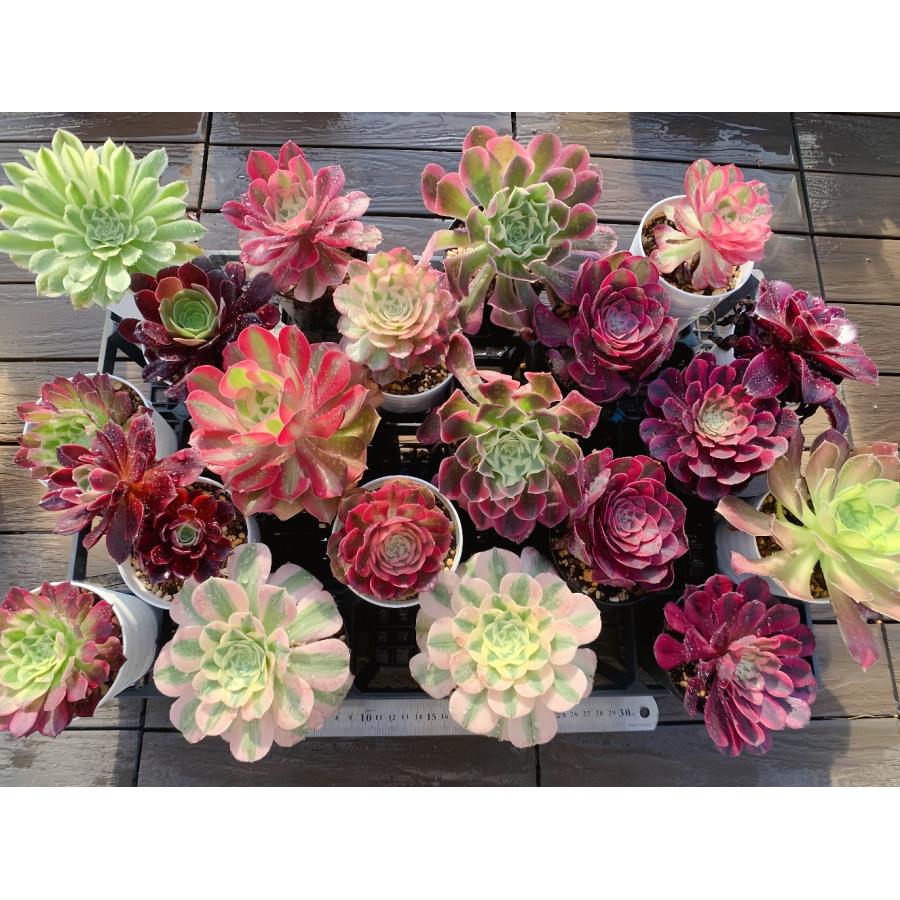 a*s様 B1505-4×15苗 ギョクシキキン アエオニウム 抜き苗 多肉植物 a*s様 B1505-4×15苗 ギョクシキキン アエオニウム 抜き苗 多肉