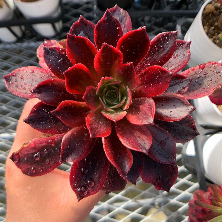 農園直売 多肉植物 寄せ植え アエオニウム属 季節4点 おまかせ