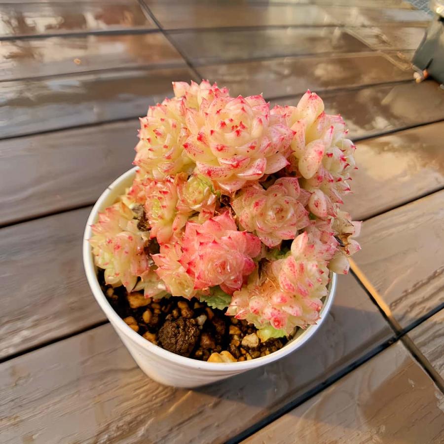 農園直売 多肉植物 寄せ植え エケベリア属 夜蛍（群）美苗 観葉植物