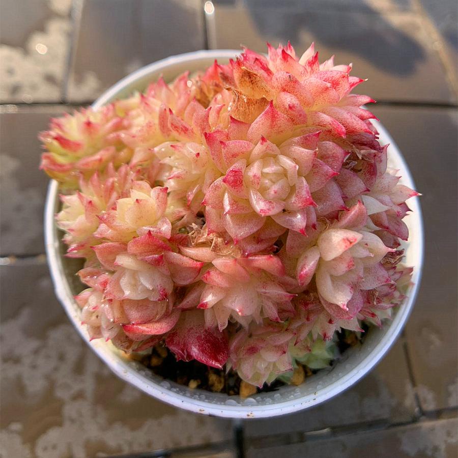 農園直売 多肉植物 寄せ植え エケベリア属 紅ほたる（群） 美苗 観葉