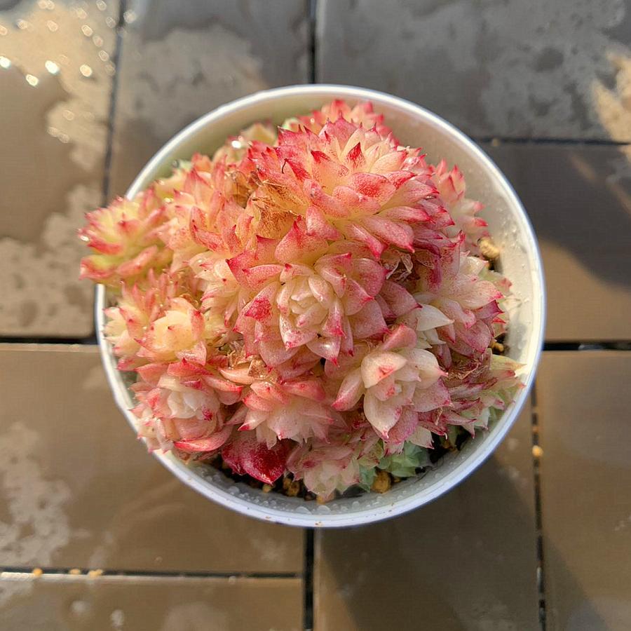 農園直売 多肉植物 寄せ植え エケベリア属 紅ほたる（群） 美苗 観葉