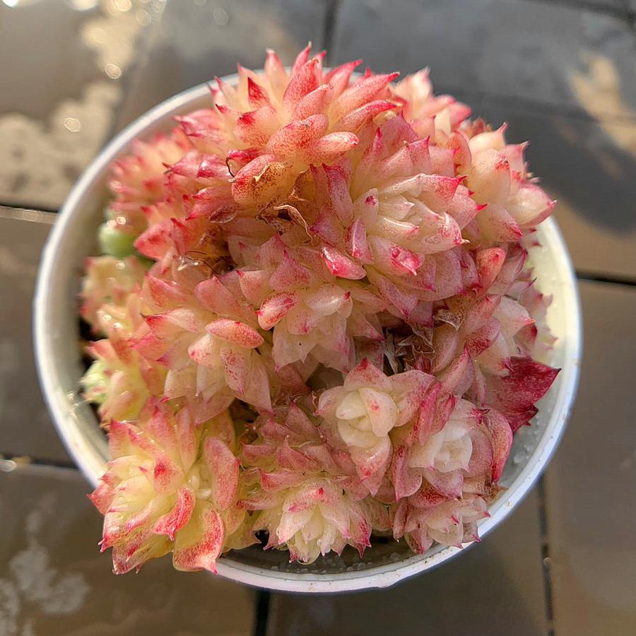 農園直売 多肉植物 寄せ植え エケベリア属 紅ほたる（群） 美苗 観葉