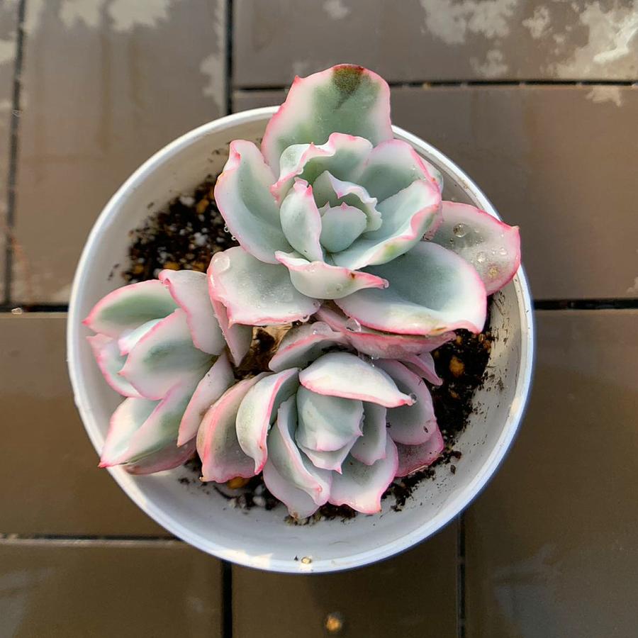 農園直売 多肉植物 寄せ植え エケベリア属 バークリーライト錦