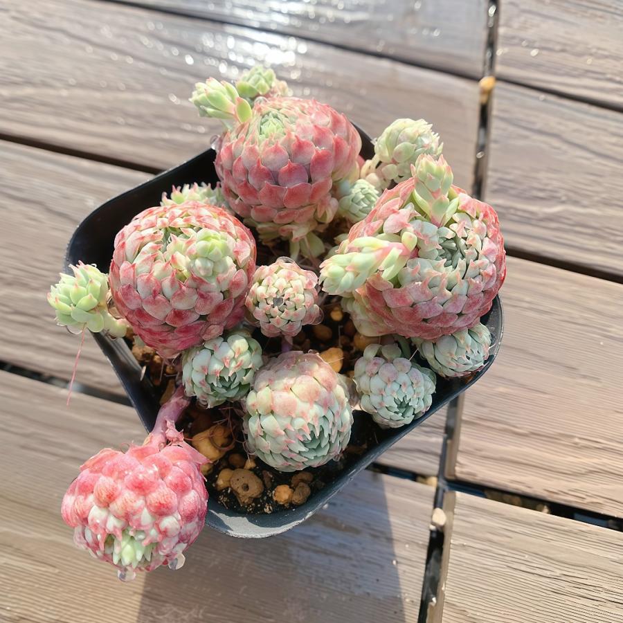 農園直売 多肉植物 寄せ植え エケベリア属　vincent catto（群）ヴィンセントカトー 観葉植物 インテリア　多肉専門VERVE（Yahoo!・多肉専門VERVE）