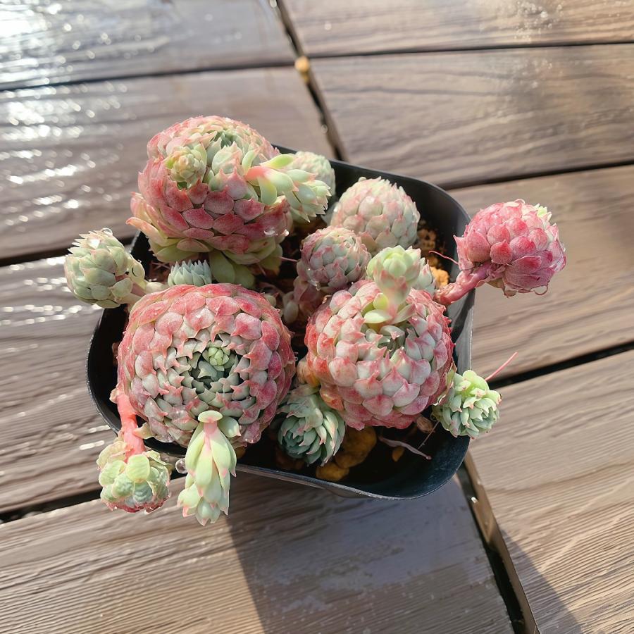 農園直売 多肉植物 寄せ植え エケベリア属 vincent catto（群