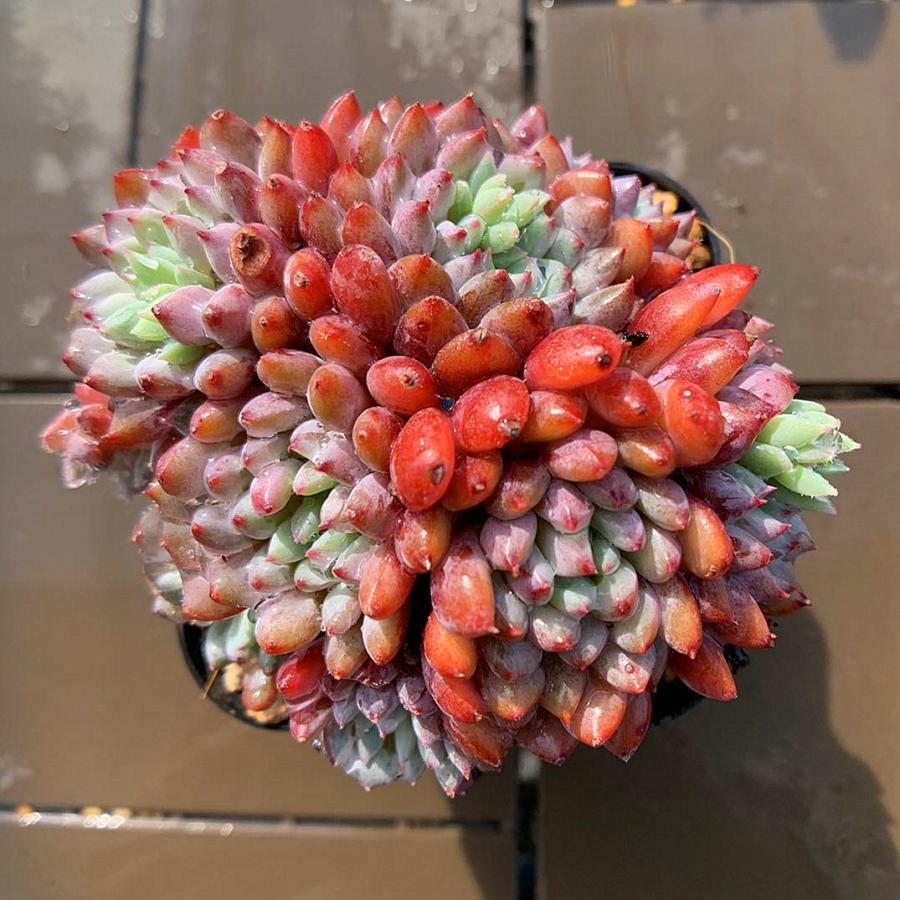 農園直売 多肉植物 寄せ植え エケベリア属 ルンデリー（群） 観葉植物