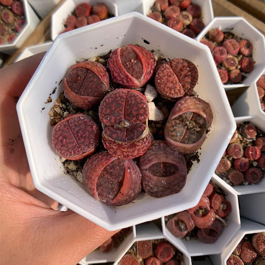 農園直売 多肉植物 コノフィツム属 リトープス（赤） 6-8頭セット 超お