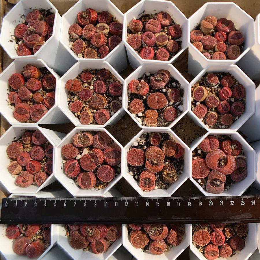 農園直売 多肉植物 コノフィツム属 リトープス（赤） 6-8頭セット 超お