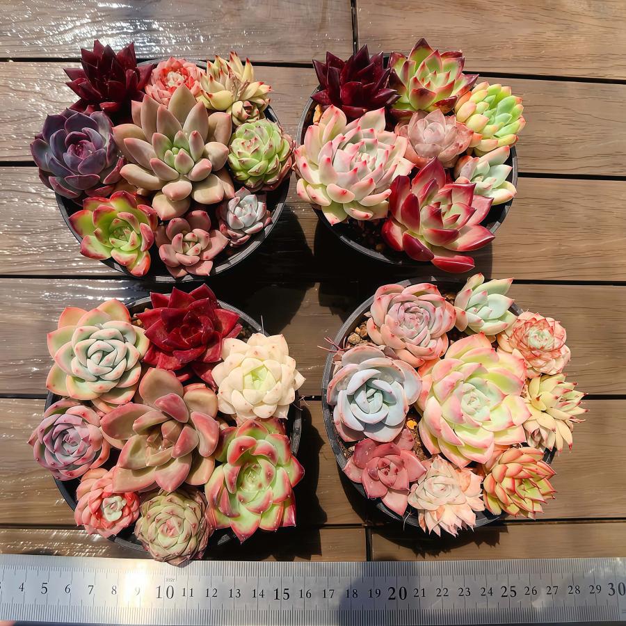 セール中♪多肉☆エケベリア・７苗 開店記念セット2 農園直売 寄せ植え エケベリア属 7-9点カラフル