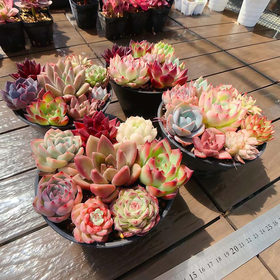 開店記念セット2 農園直売 寄せ植え エケベリア属 7-9点カラフル