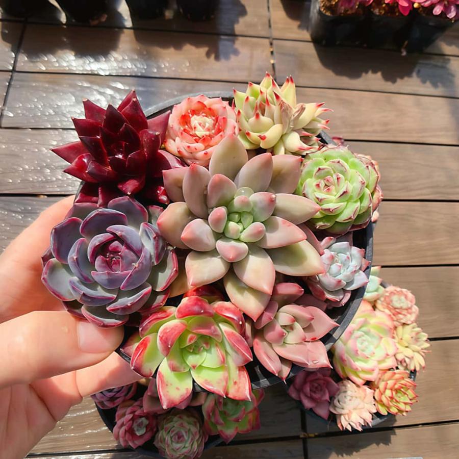 開店記念セット2 農園直売 寄せ植え エケベリア属 7-9点カラフル