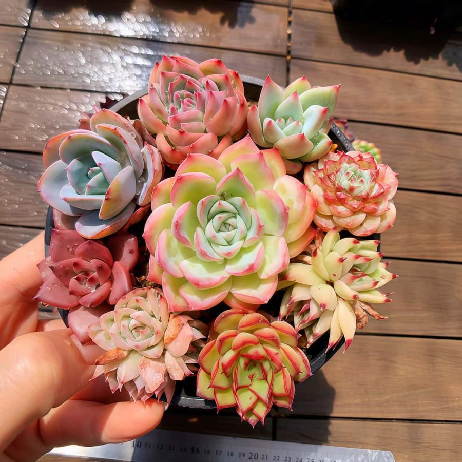 開店記念セット2 農園直売 寄せ植え エケベリア属 7-9点カラフル