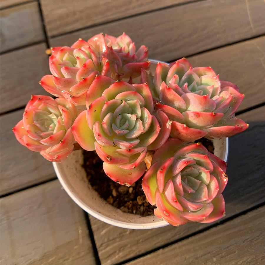 多肉植物 農園直売 多肉植物 寄せ植え エケベリア属 メロン（群） 美苗 新品種