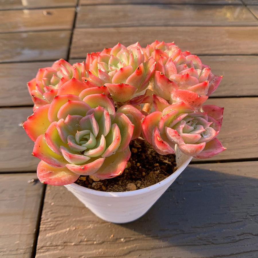 農園直売 多肉植物 寄せ植え エケベリア属 メロン（群） 美苗 新品種