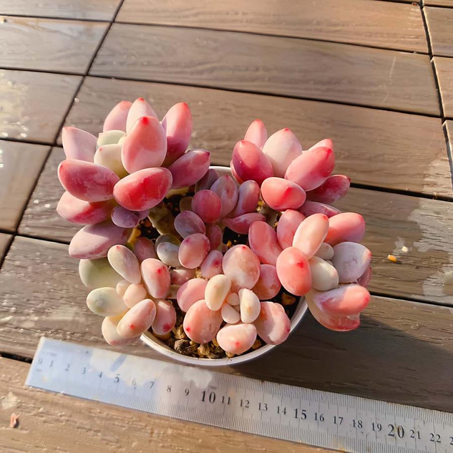 農園直売 多肉植物 寄せ植え エケベリア属 洛神（群）新品種 観葉植物