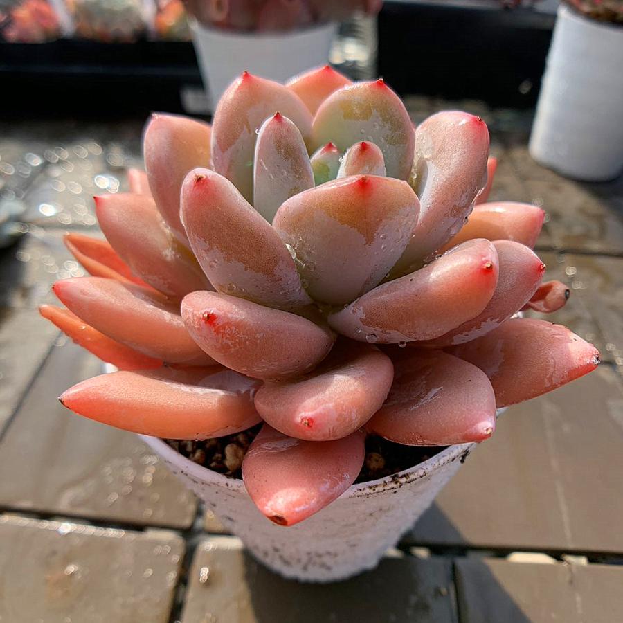 農園直売 多肉植物 寄せ植え エケベリア属 星雪（単） 大 観葉植物