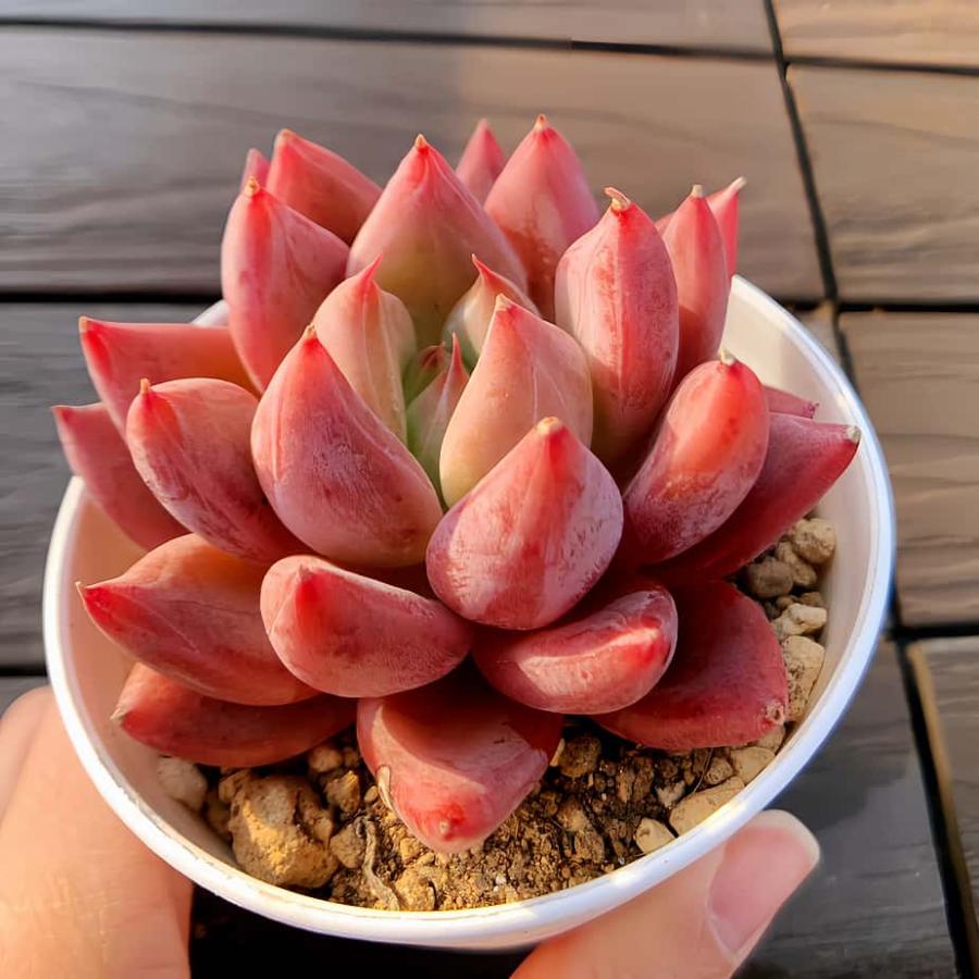 農園直売 多肉植物 寄せ植え エケベリア属 鬼爪（単）　観葉植物 インテリア　多肉専門VERVE（Yahoo!・多肉専門VERVE）