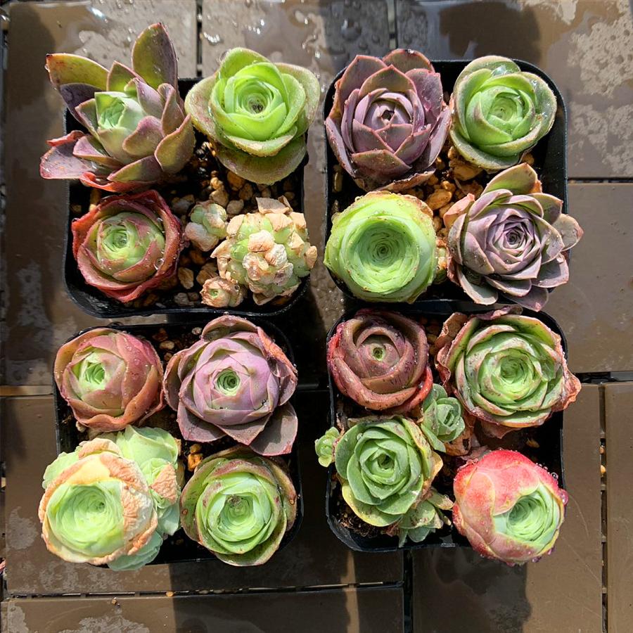 開店5年目記念セット 農園直売 寄せ植え グリノービア属 4点セット 超