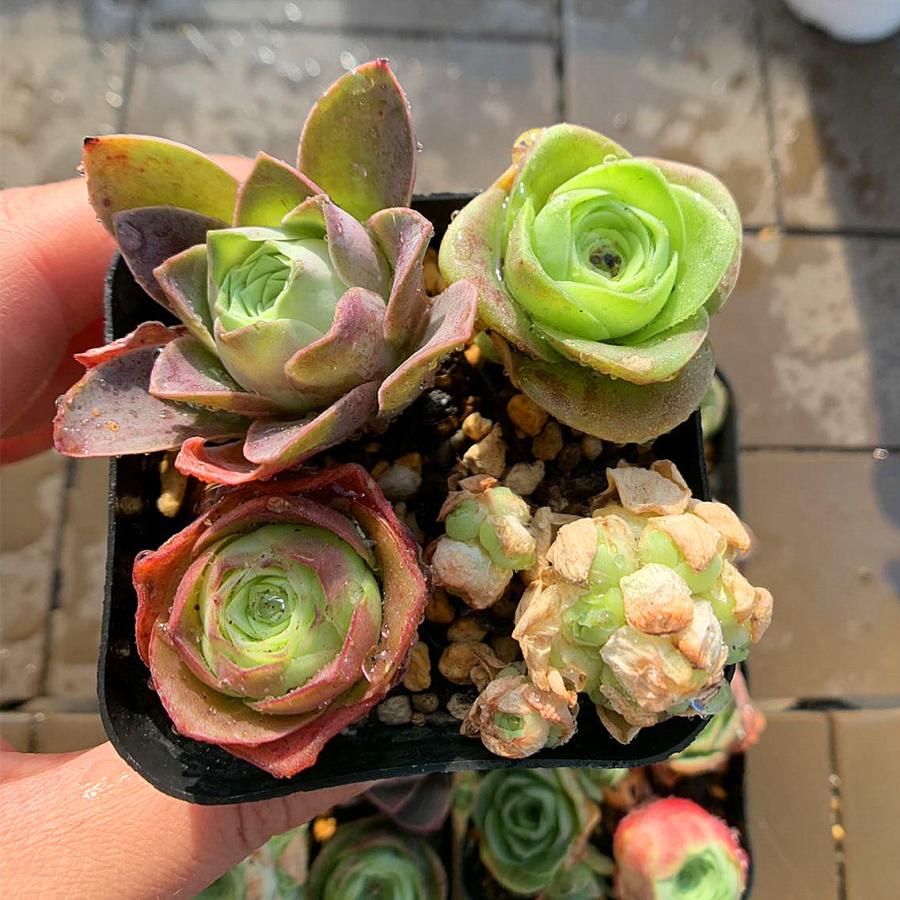 開店5年目記念セット 農園直売 寄せ植え グリノービア属 4点セット 超