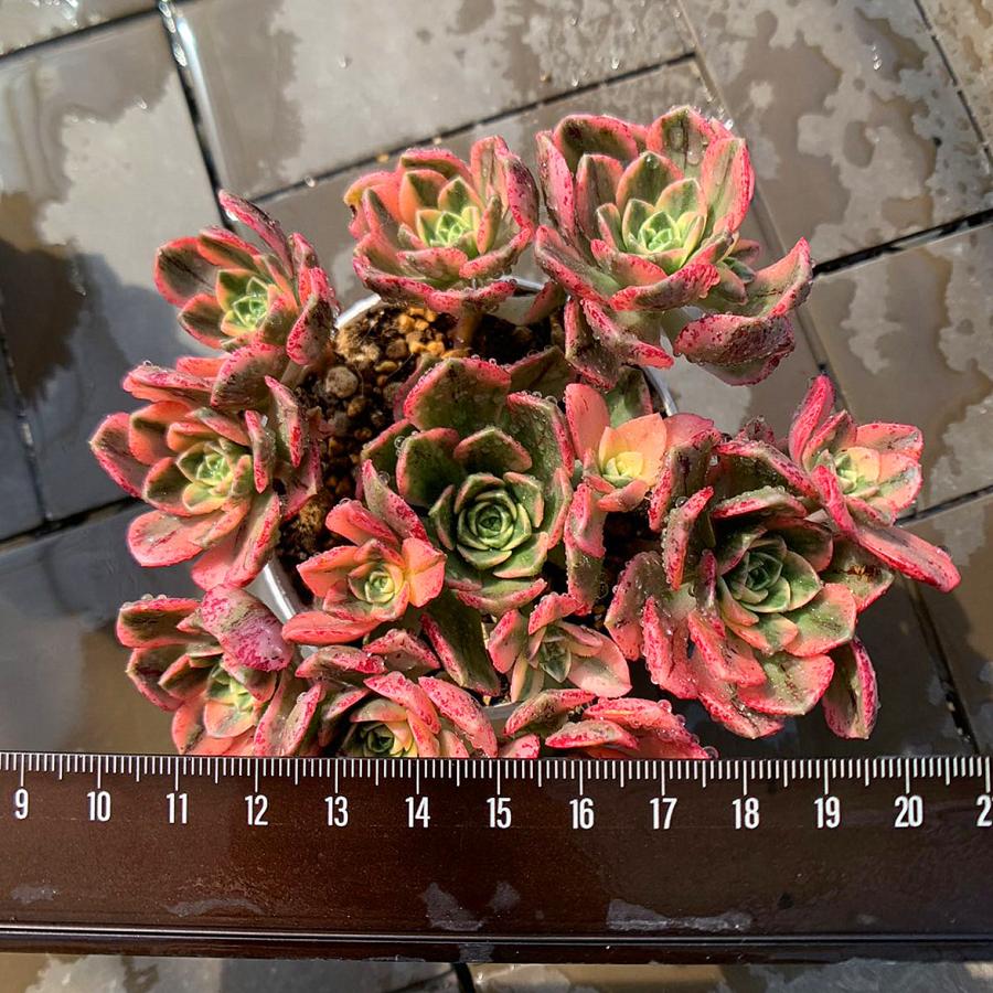 農園直売 多肉植物 寄せ植え アエオニウム属 ハルナ（群） 観葉植物