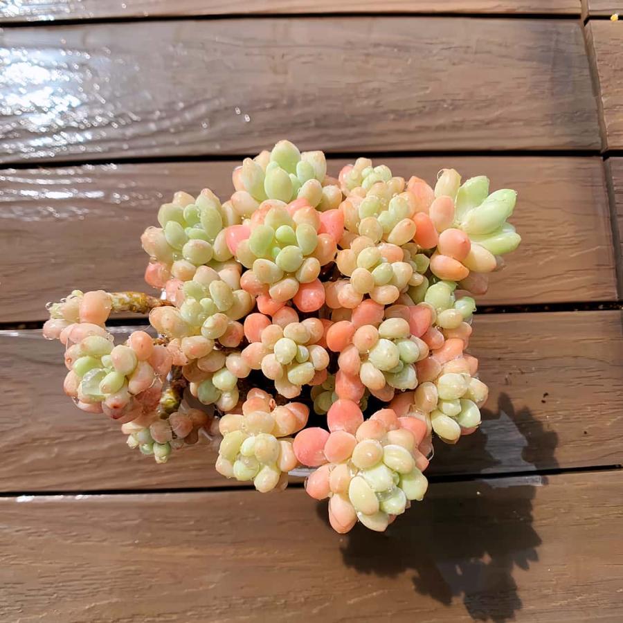 農園直売 多肉植物 寄せ植え エケベリア ロココ（群）大 Echeveria