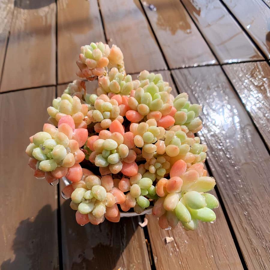 農園直売 多肉植物 寄せ植え エケベリア ロココ（群）大 Echeveria