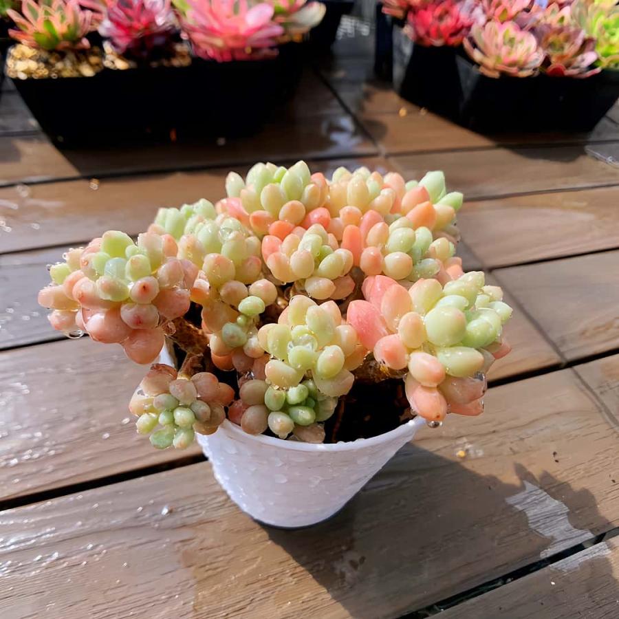 農園直売 多肉植物 寄せ植え エケベリア ロココ（群）大 Echeveria