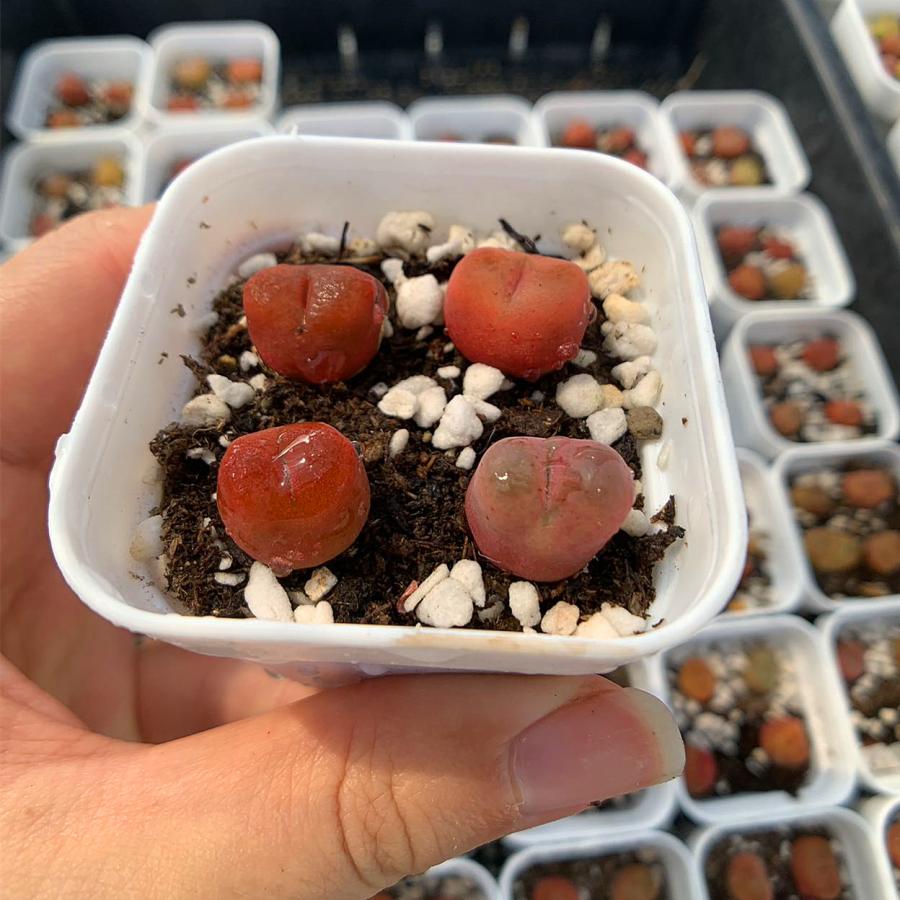 農園直売 多肉植物 コノフィツム さくらんぼ 4頭セット マウガニー