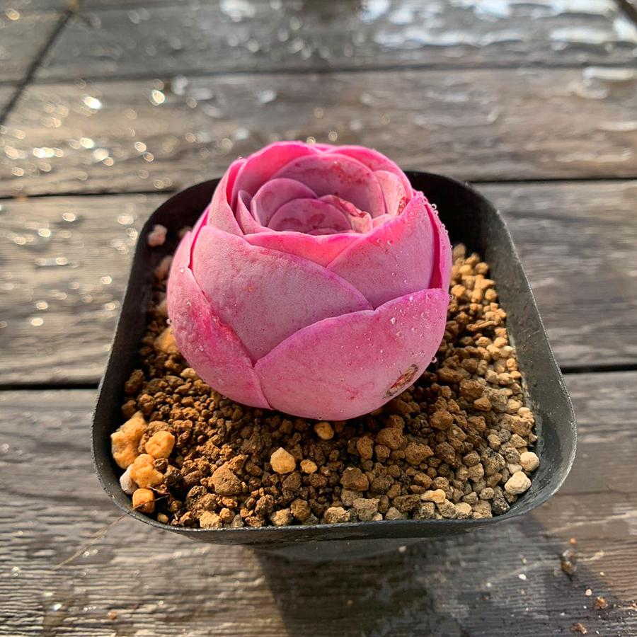 農園直売 多肉植物 寄せ植え グリノービア属 オーレア 造花 ピンク（単
