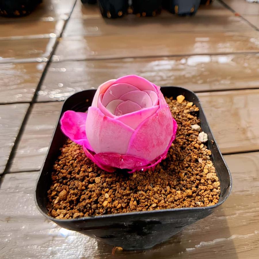 農園直売 多肉植物 寄せ植え グリノービア属 オーレア 造花 ピンク（単