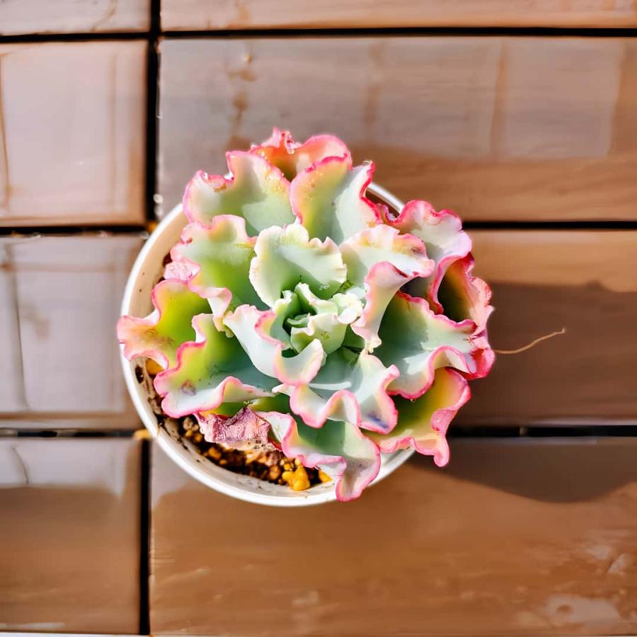 農園直売 多肉植物 寄せ植え エケベリア属　アクエリアス（単） 観葉植物 インテリア 多肉専門VERVE（Yahoo!・多肉専門VERVE）