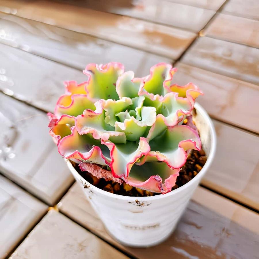 多肉植物　エケベリア　アクエリアス錦 農園直売 多肉植物 寄せ植え エケベリア属 アクエリアス（単） 観葉