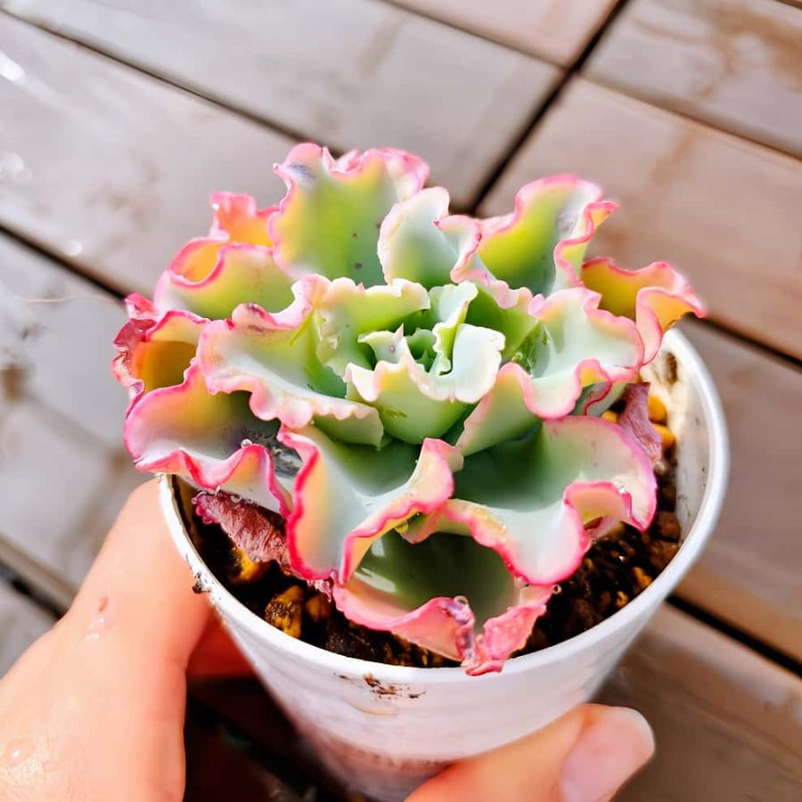 農園直売 多肉植物 寄せ植え エケベリア属 アクエリアス（単） 観葉