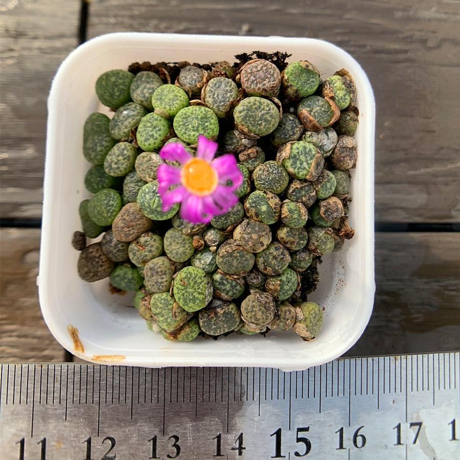 農園直売 多肉植物 コノフィツム属 エルニアナム 35-40頭セット 超お得