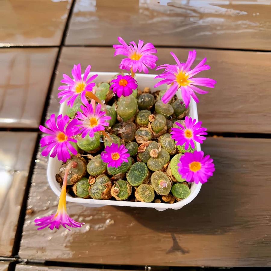 農園直売 多肉植物 コノフィツム属 エルニアナム 35-40頭セット 超お得