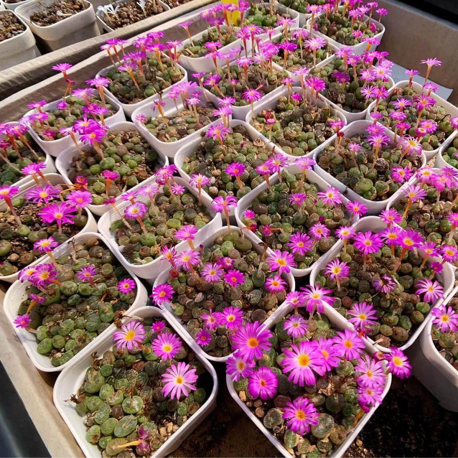 農園直売 多肉植物 コノフィツム属 エルニアナム 35-40頭セット 超お得