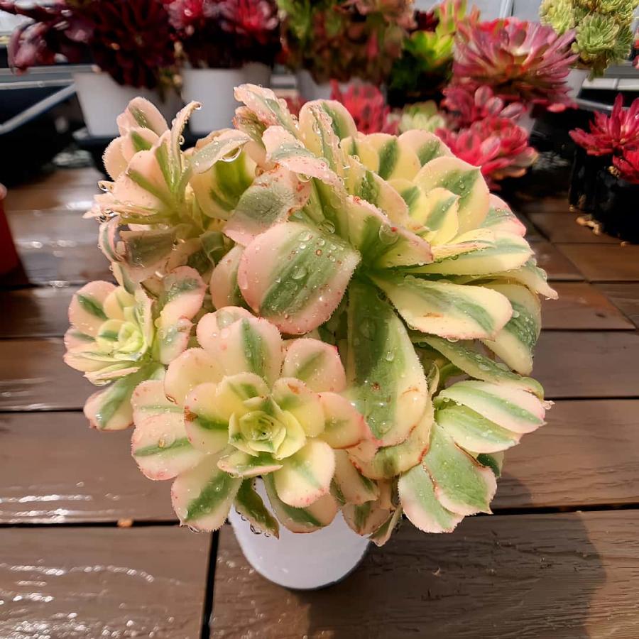 農園直売 多肉植物 寄せ植え アエオニウム属 マイバッハ錦（群） 観葉