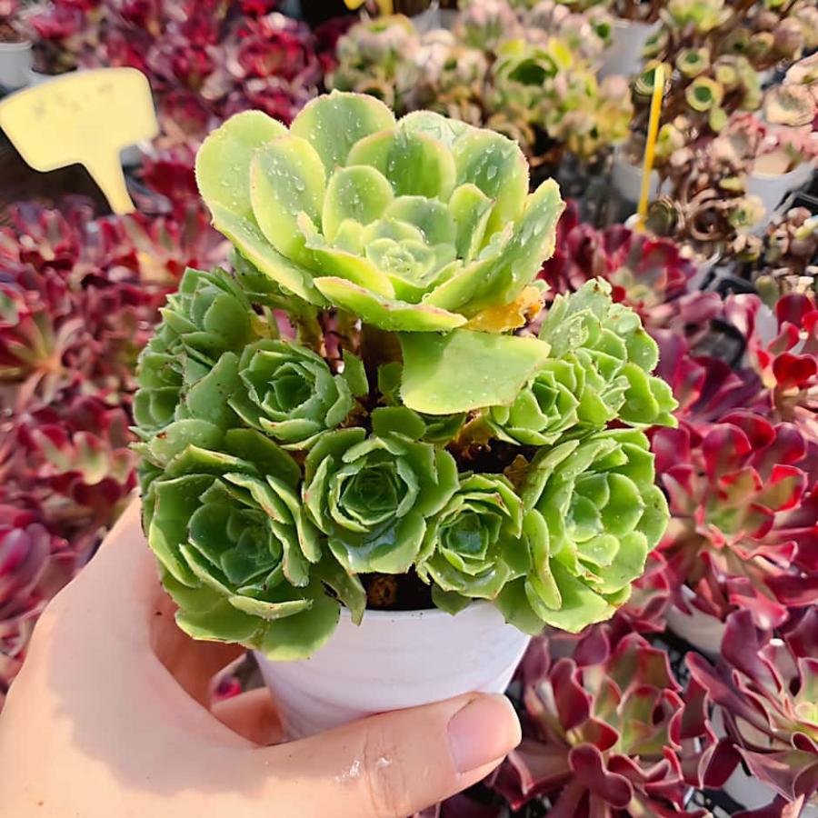 農園直売 多肉植物 寄せ植え アエオニウム属 マイバッハ錦（群） 観葉