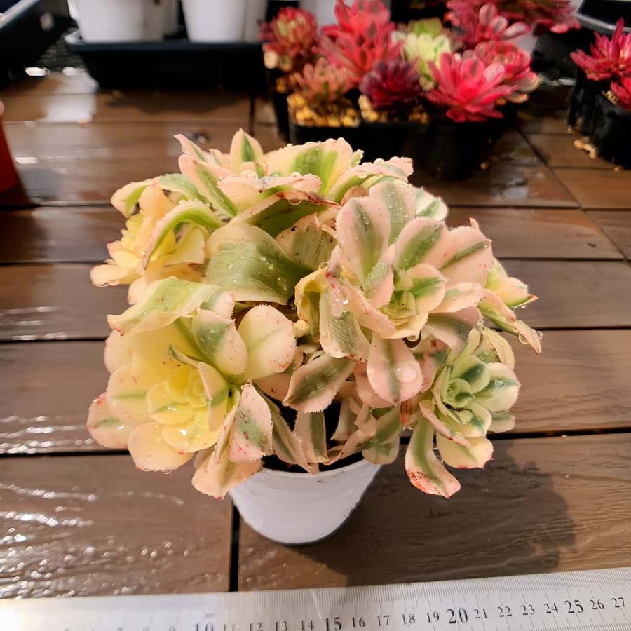 農園直売 多肉植物 寄せ植え アエオニウム属 マイバッハ錦（群） 観葉