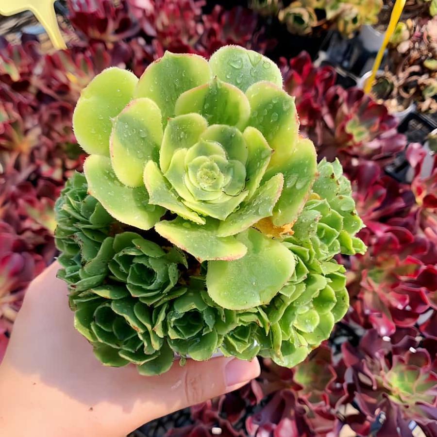 農園直売 多肉植物 寄せ植え アエオニウム属 マイバッハ錦（群） 観葉
