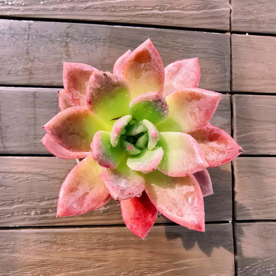 農園直売 多肉植物 寄せ植え エケベリア属 ワインシャンペーン （単