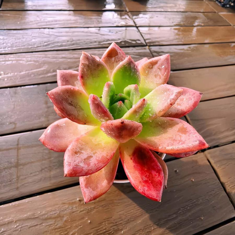 農園直売 多肉植物 寄せ植え エケベリア属 ワインシャンペーン （単