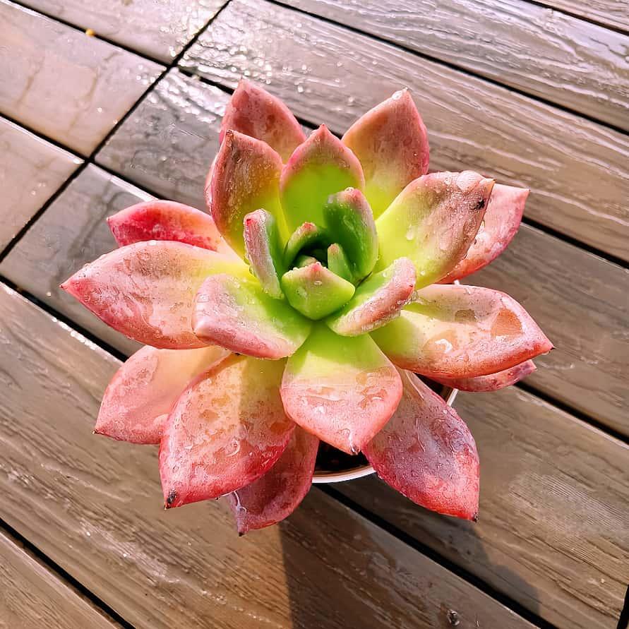 農園直売 多肉植物 寄せ植え エケベリア属 ワインシャンペーン （単