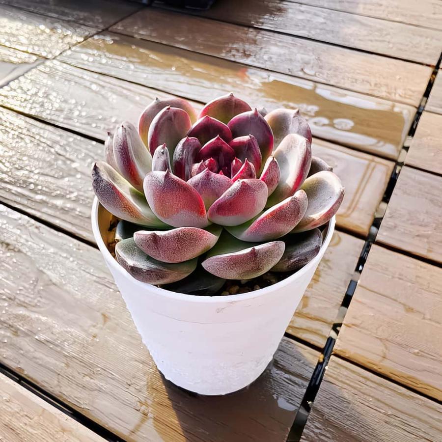 農園直売 多肉植物 寄せ植え エケベリア属 ブラックモンロー（大）美苗