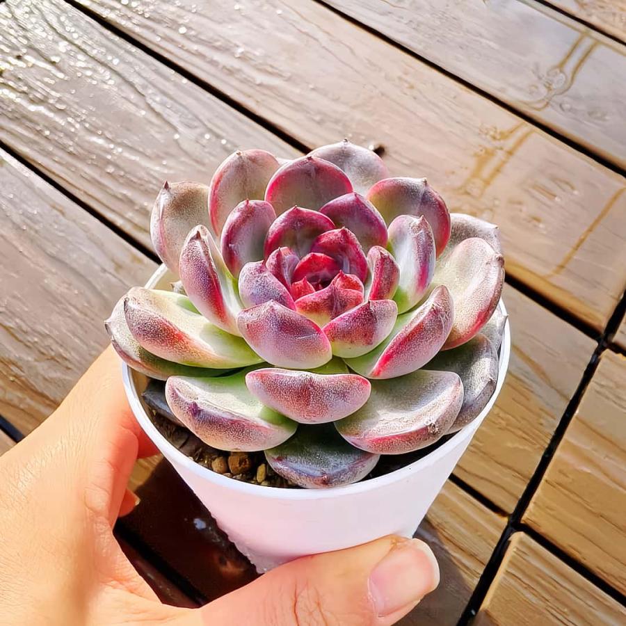 農園直売 多肉植物 寄せ植え エケベリア属 ブラックモンロー（大）美苗