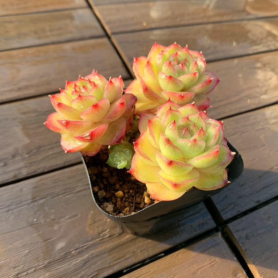 農園直売 多肉植物 寄せ植え エケベリア属 バニラバナナ（群） 観葉