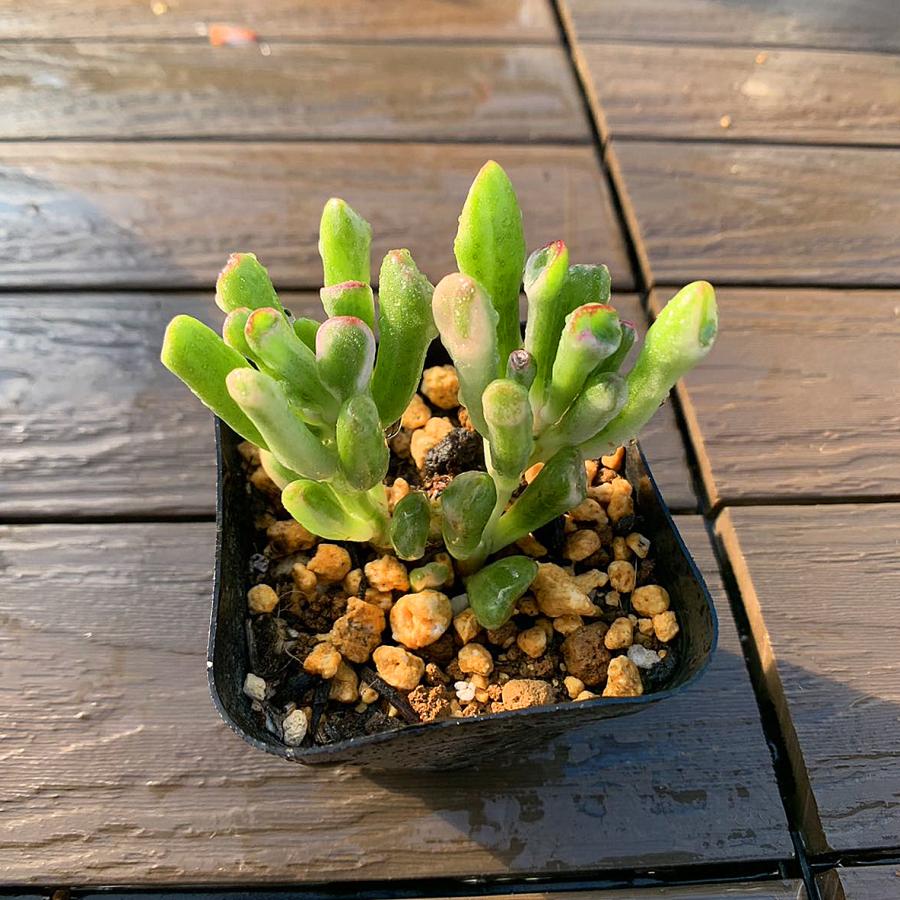 農園直売 多肉植物 寄せ植え ゴーラム錦（群） 観葉植物 インテリア